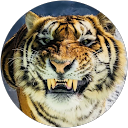 Rigo B. profile picture